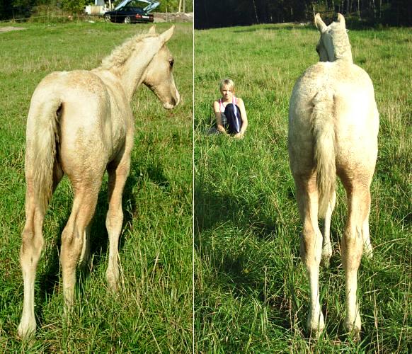 Nice hind end and straight legs