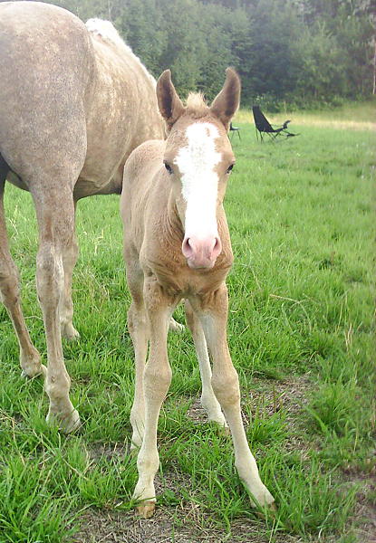 California Dream 3 days old