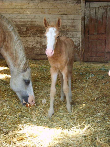 California Dream 5 days old