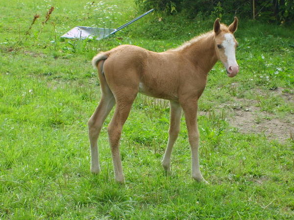 California Dream 5 days old