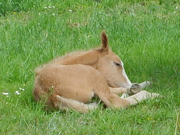 California Dream 5 days old