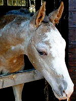 Colorado Dream 2 months old