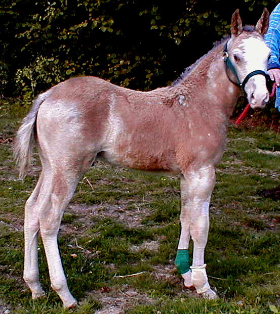 Colorado Dream 2 months old