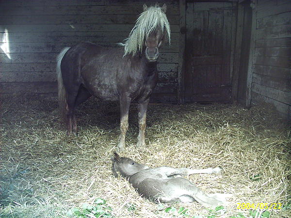 Dakota Dream 0 days old