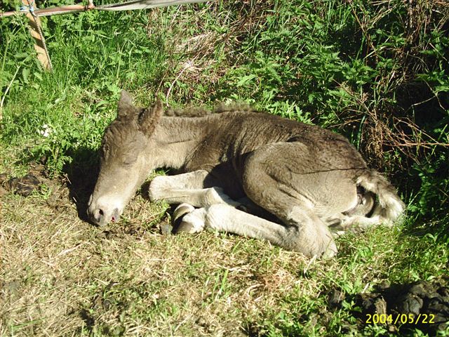 Dakota Dream 0 days old