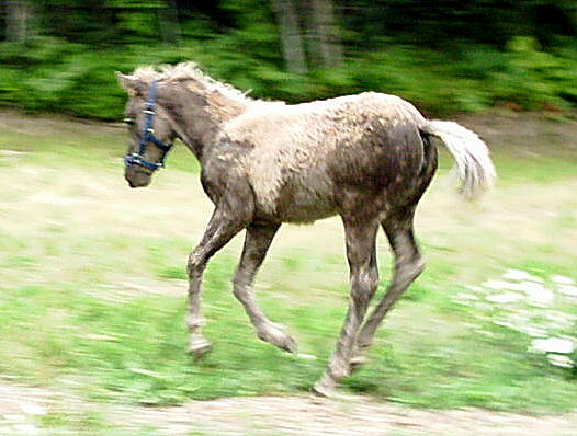 Dakota Dream 11 weeks old