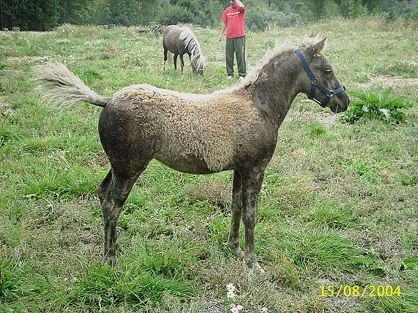 Dakota Dream 11 weeks old