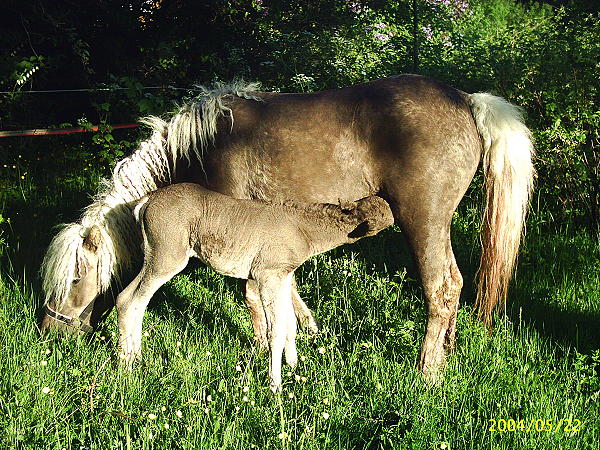 Dakota Dream 3 days old