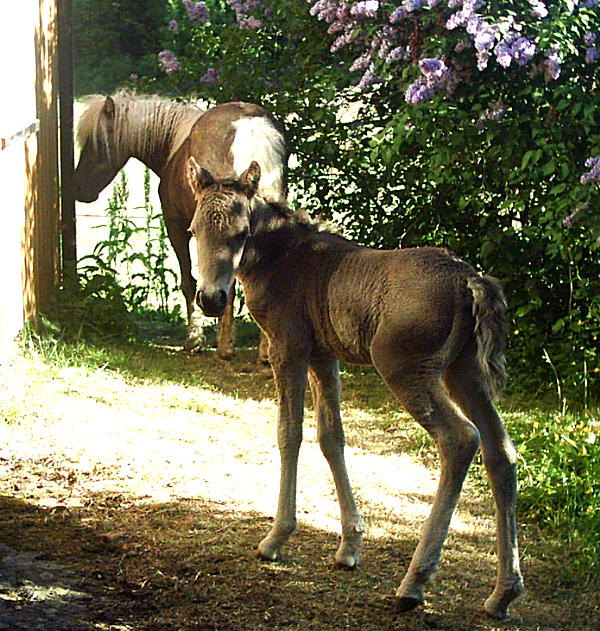 Dakota Dream 4 days old