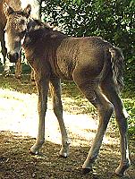 Dakota Dream 4 days old