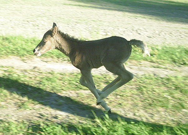 Dakota Dream 6 days old