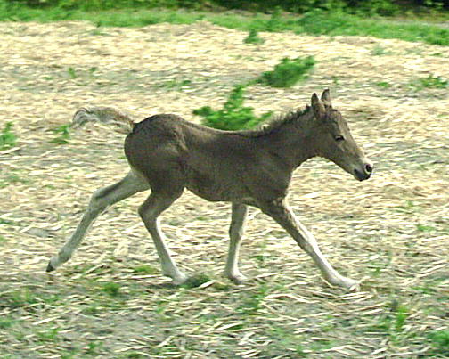 Dakota Dream 9 days old