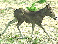 Dakota Dream 9 days old