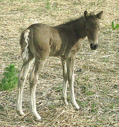 Dakota Dream 9 days old