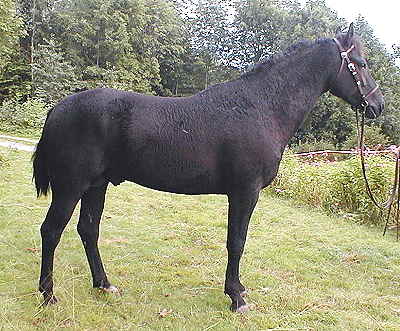 Cherokee's Black Hawk