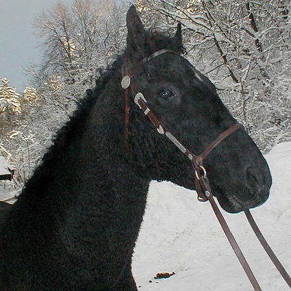 Cherokee's Black Hawk