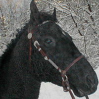 Cherokee's Black Hawk