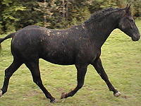 Cherokee's Black Hawk