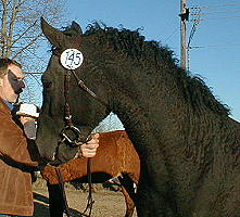 Black Hawk at stallion inspection 2003