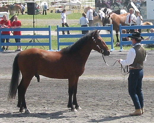 Texas at the horse expo Hest 2004