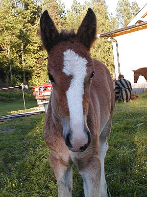 Indiana 1 month old