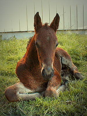 Iowa 19 daysold