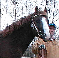 Kansas Dream at stallion inspection 2004