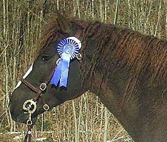 Kansas Dream after stallion inspection 2005