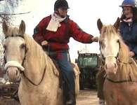 Two Curly Horses with riders