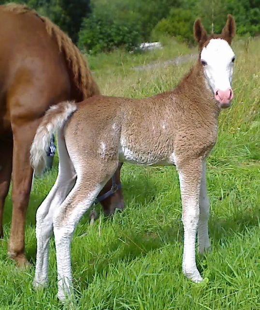 Maryland Dream 3 days old