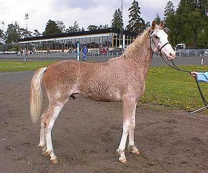 Missouri 1 year old at the show