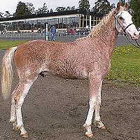 1 year old at his first show