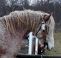 Missouri Dream at stallion inspection 2004