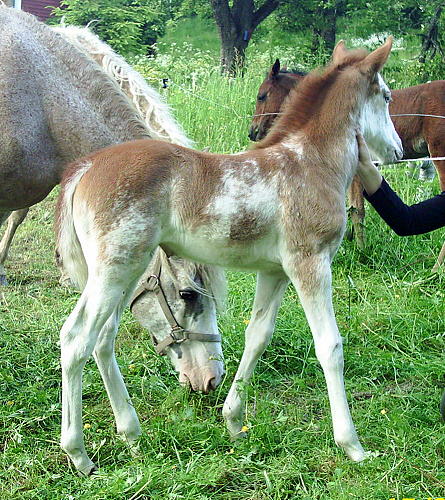 Nevada Dream 13 days old