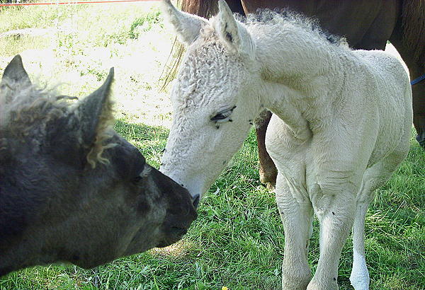 Ohio Dream 5 days old