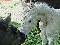 Ohio Dream 5 days old