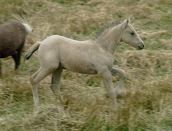 Ohio Dream 1.5 months old