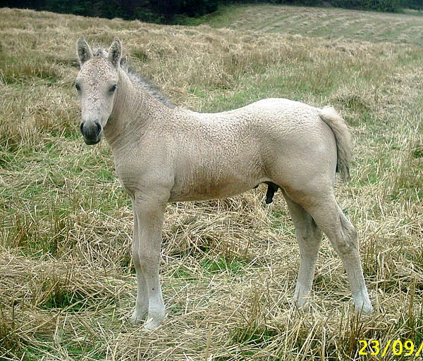 Ohio Dream 1.5 months old