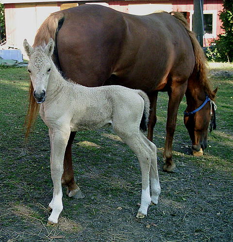 Ohio Dream 3 days old