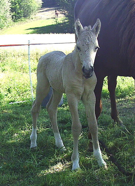 Ohio Dream 4 days old