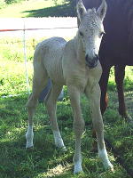 Ohio Dream 4 days old