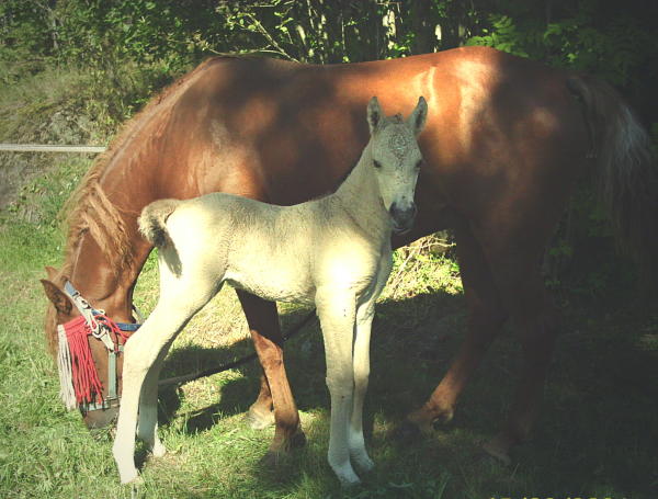 Ohio Dream 4 days old