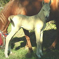 Ohio Dream 4 days old