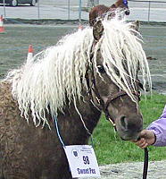 Sweet Pea at mare inspection 2005