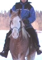 Man riding Curly Horse in snow
