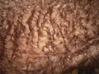 Close up view of curly coat