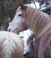 Curly Horses relaxing