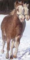 Curly Horses galloping in the snow