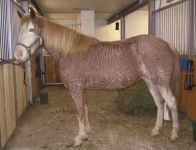 Sideview of Curly Horse