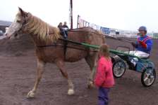 Curly Horse with speedcart